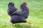 Judge Wings USDA Over Bird Abuse
