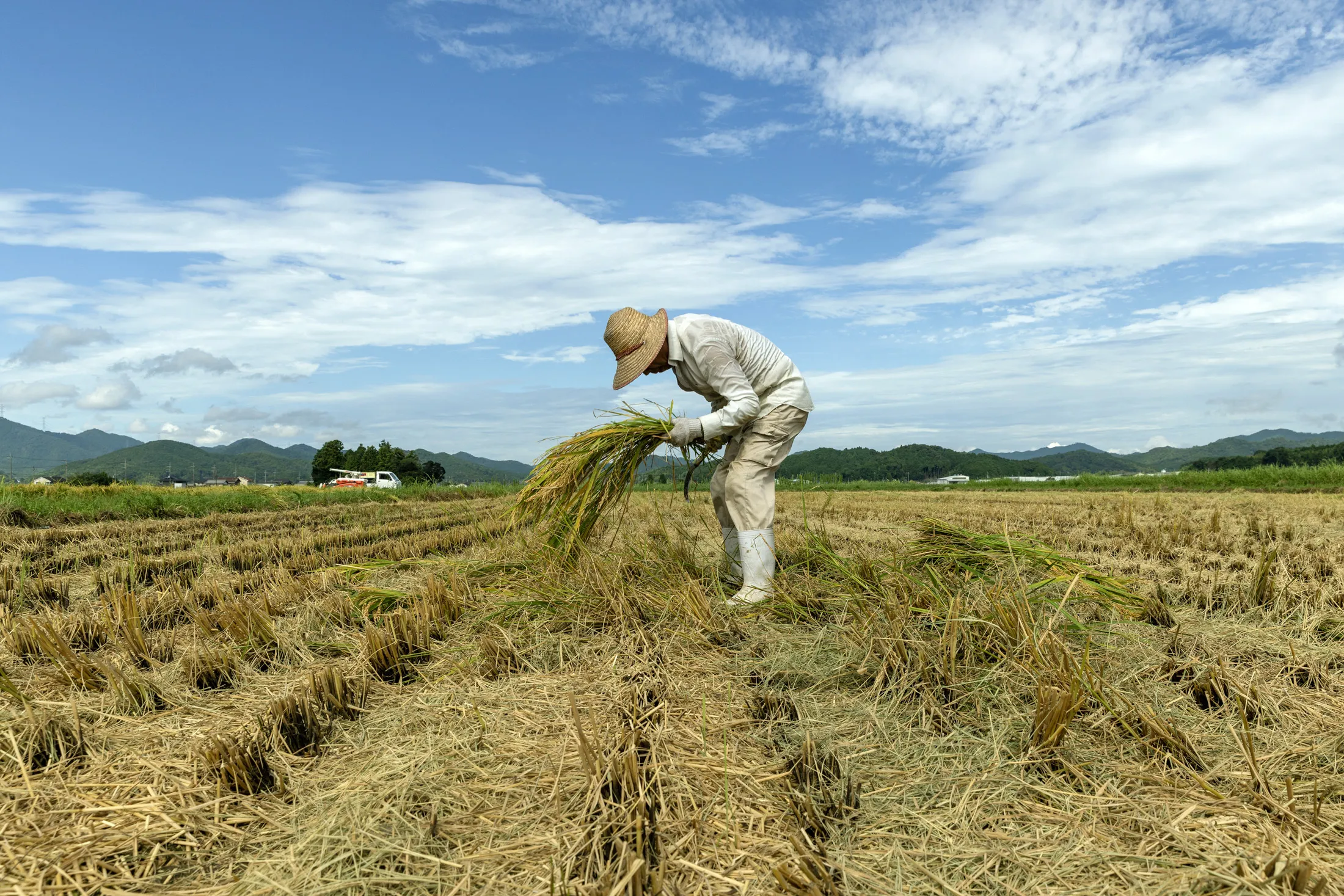 Rice Harvesting in Western Japan Ahead of Typhoon Shanshan